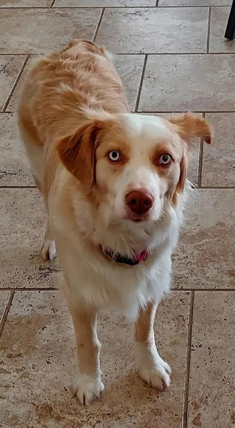 Sandy, now Sami, Adopted, Adult Female Australian Shepherd.