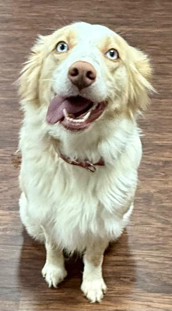 Enlarge Sandy, now Sami, a Adopted Australian Shepherd in Crossville, TN image 2/6