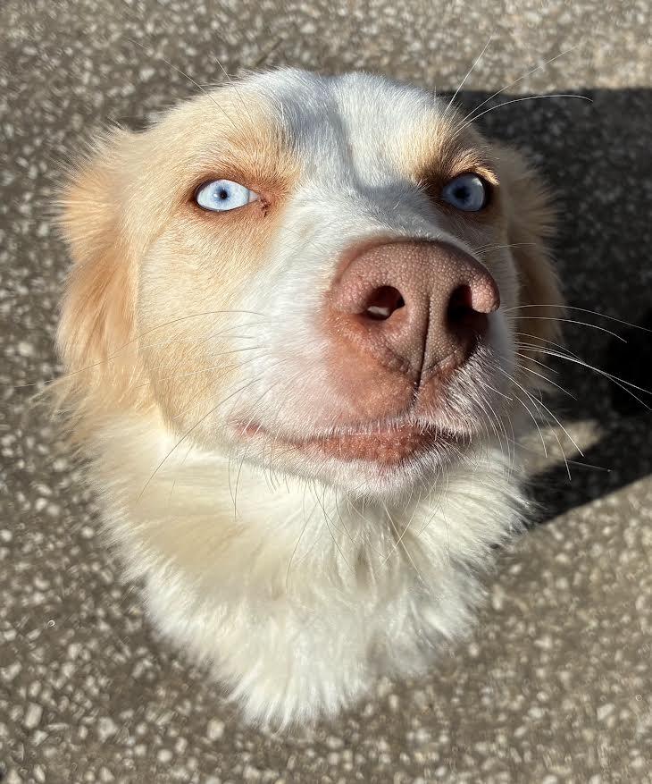 Enlarge Sandy, now Sami, a Adopted Australian Shepherd in Crossville, TN image 3/6