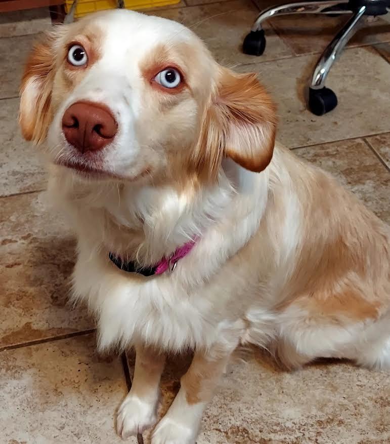 Enlarge Sandy, now Sami, a Adopted Australian Shepherd in Crossville, TN image 4/6