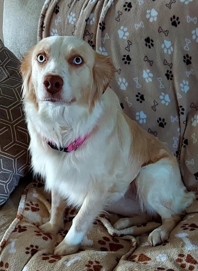 Enlarge Sandy, now Sami, a Adopted Australian Shepherd in Crossville, TN image 5/6