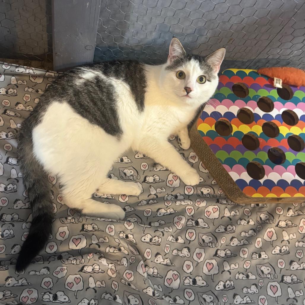 Buddy, Adoptable, Adult Male Domestic Short Hair.