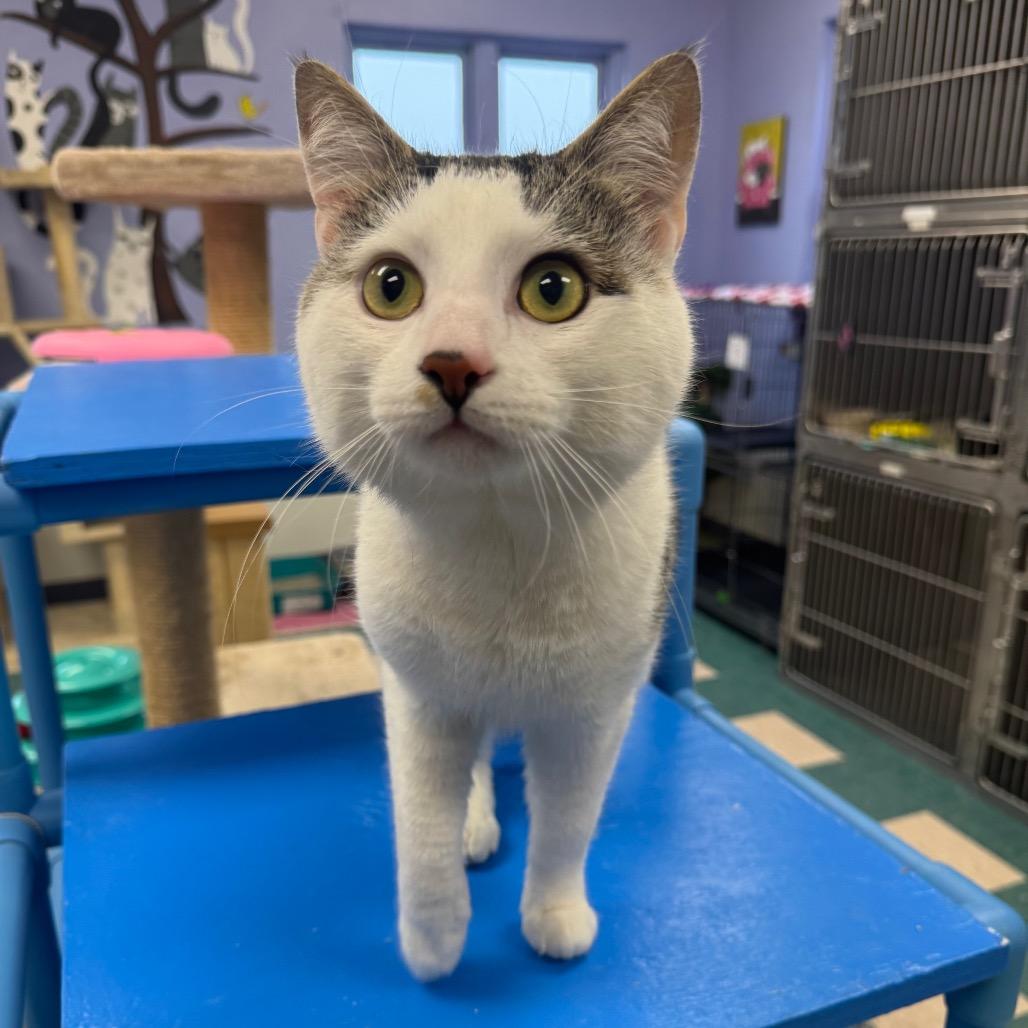 Enlarge Buddy, a Adoptable Domestic Short Hair in Easton, PA image 2/6