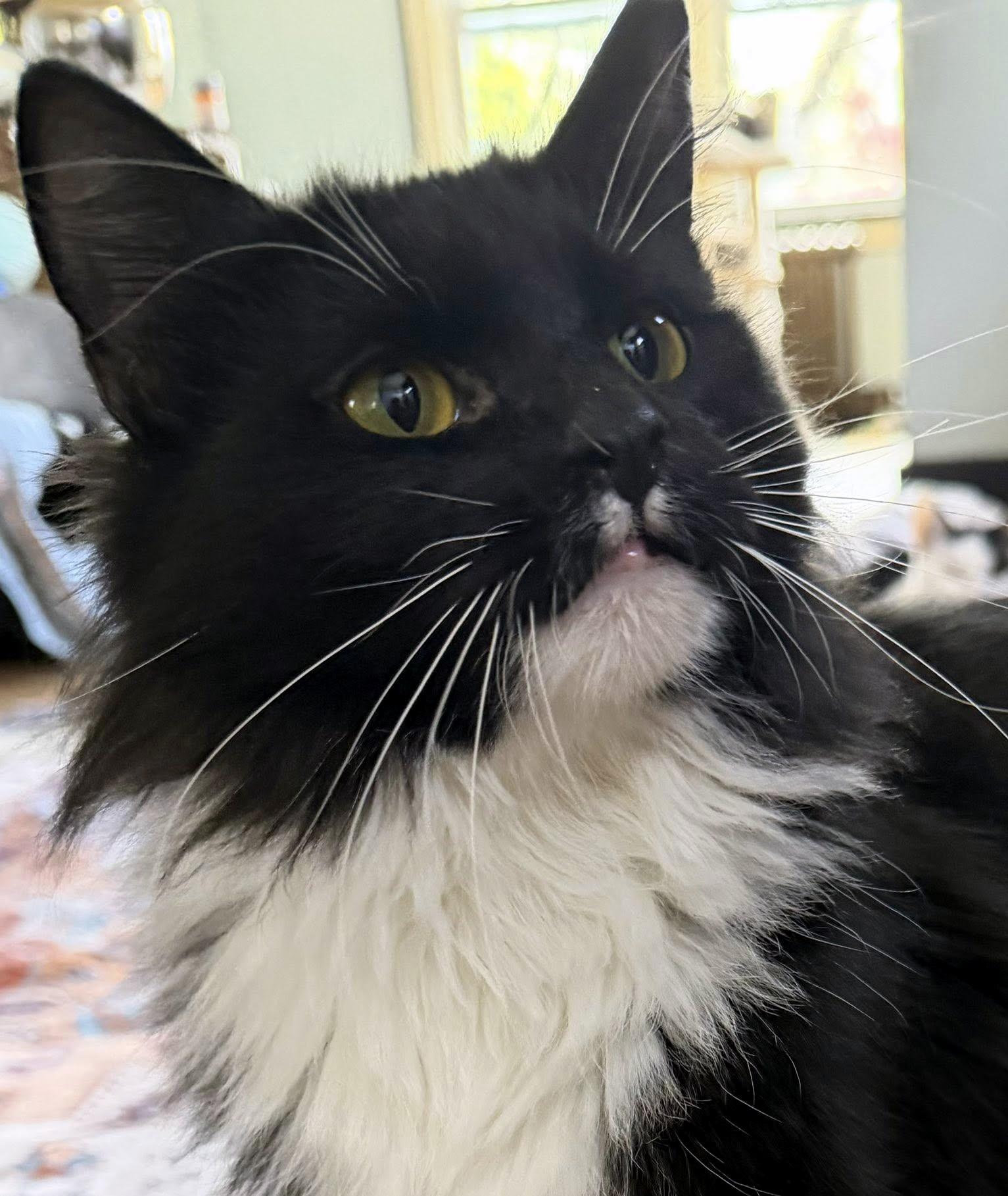 Enlarge Effie, a ADOPTABLE Domestic Long Hair in Pittsburgh, PA image 3/6