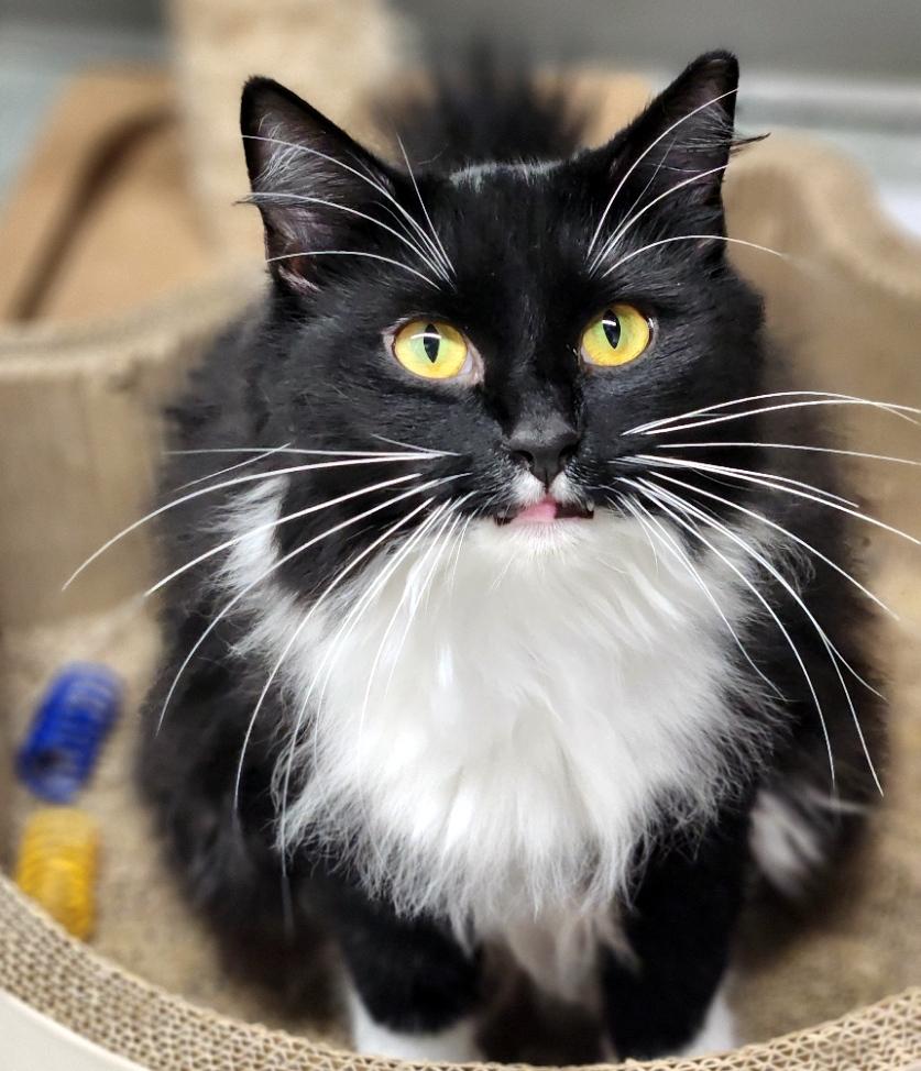 Enlarge Effie, a Adoptable Domestic Long Hair in Pittsburgh, PA image 2/6