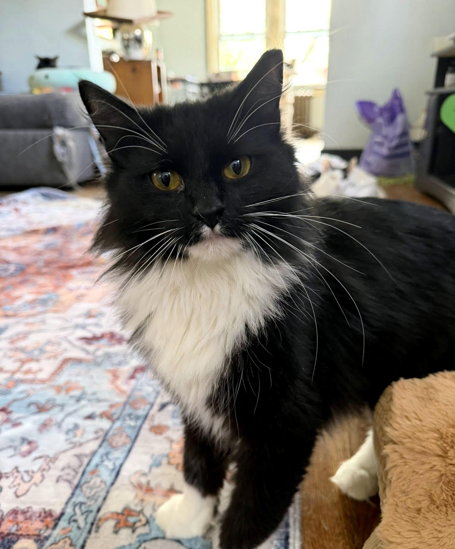 Enlarge Effie, a ADOPTABLE Domestic Long Hair in Pittsburgh, PA image 2/6