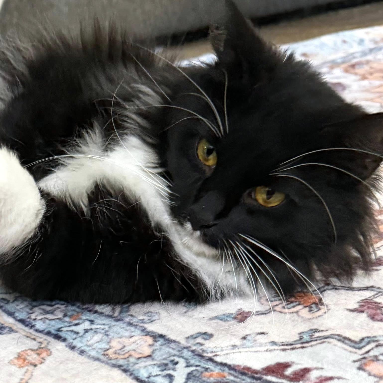 Enlarge Effie, a ADOPTABLE Domestic Long Hair in Pittsburgh, PA image 5/6