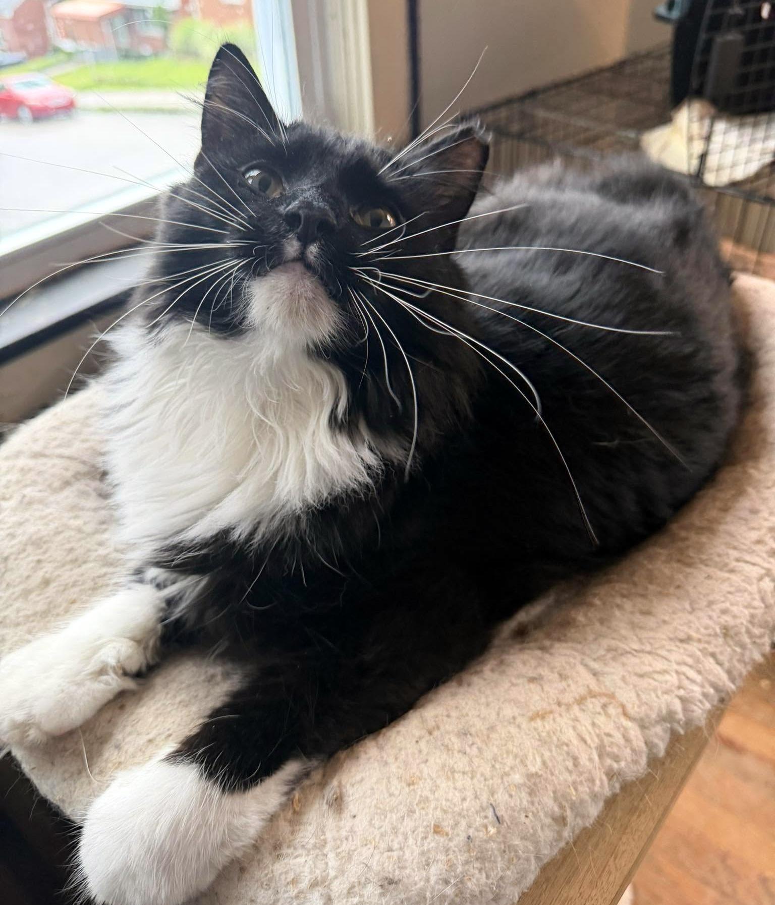 Enlarge Effie, a Adoptable Domestic Long Hair in Pittsburgh, PA image 3/6