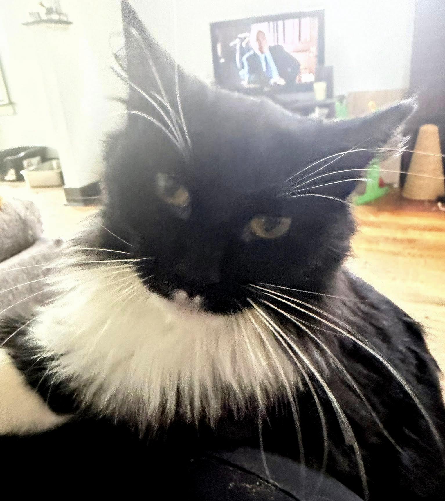 Enlarge Effie, a ADOPTABLE Domestic Long Hair in Pittsburgh, PA image 6/6