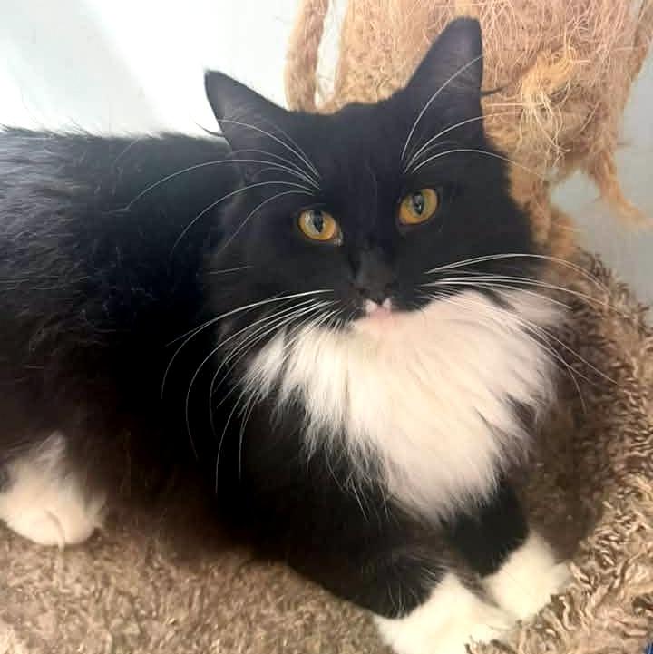 Enlarge Effie, a Adoptable Domestic Long Hair in Pittsburgh, PA image 1/6