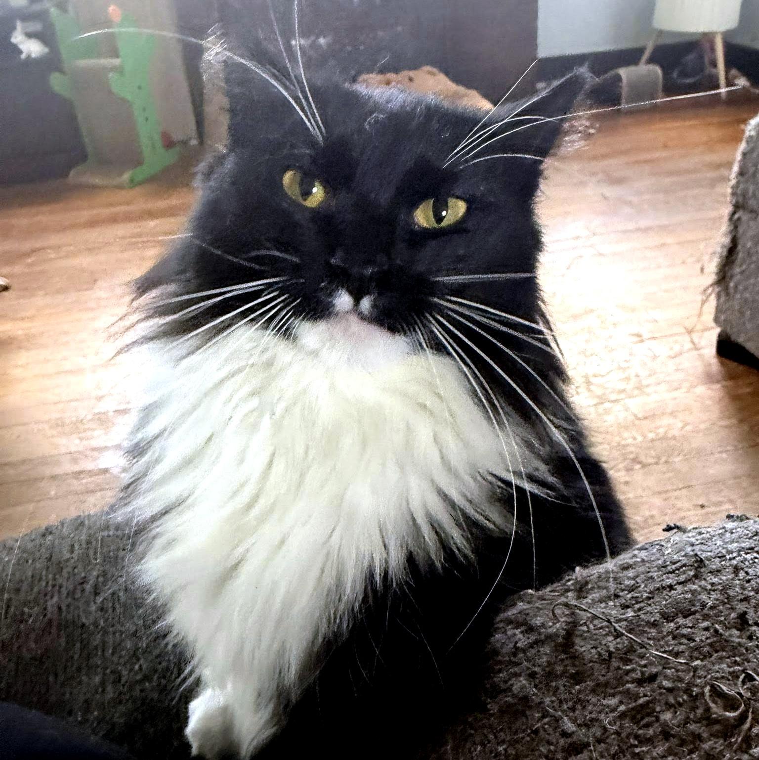 Effie, ADOPTABLE, Adult Female Domestic Long Hair.