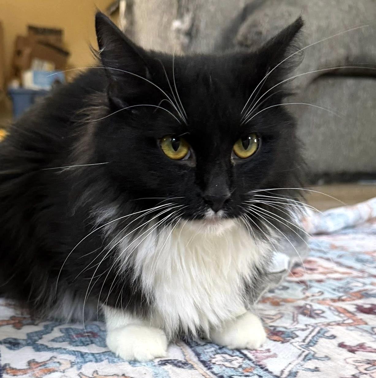 Enlarge Effie, a ADOPTABLE Domestic Long Hair in Pittsburgh, PA image 4/6