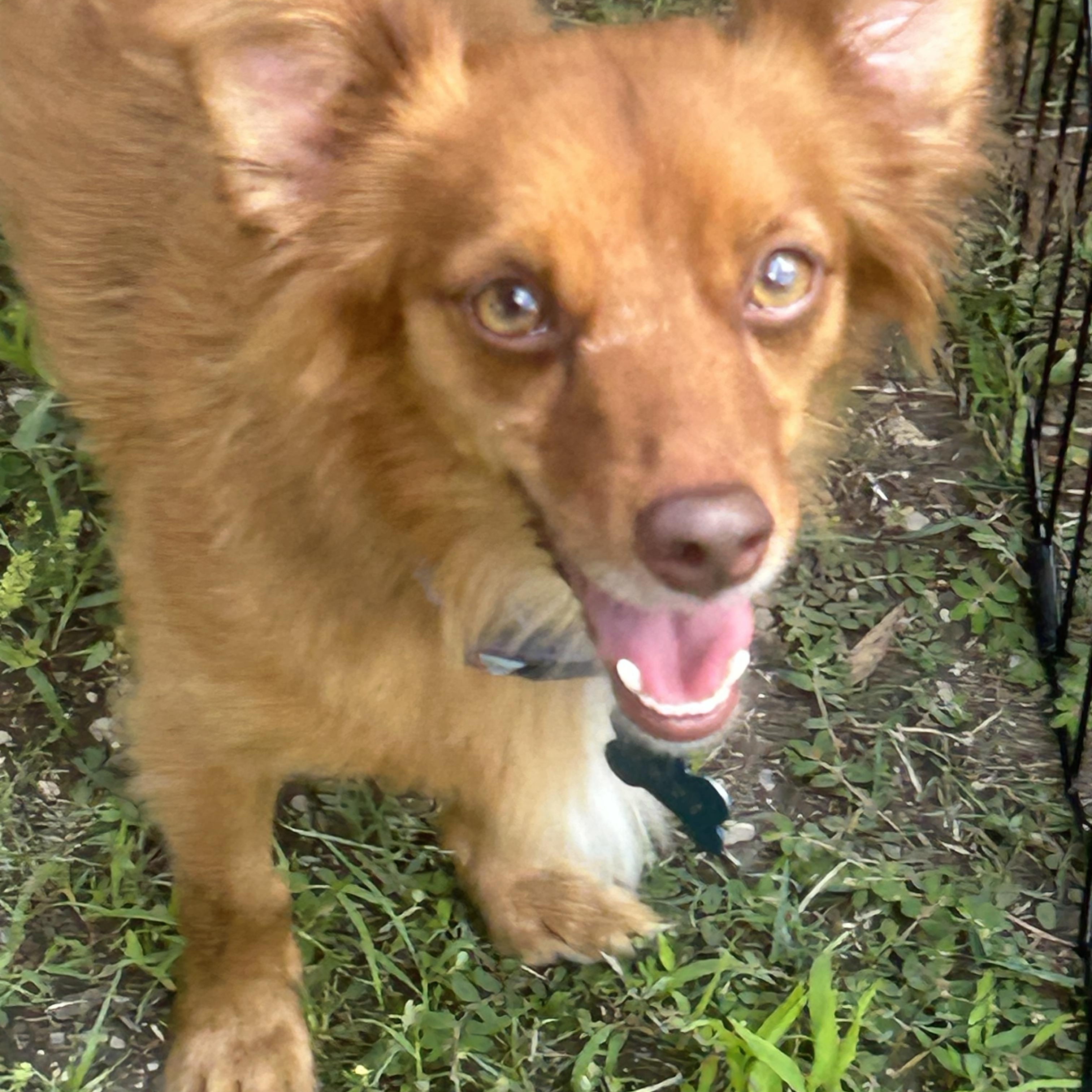 Rocky., a Adoptable mixed breed in Union Grove, WI image 1/3
