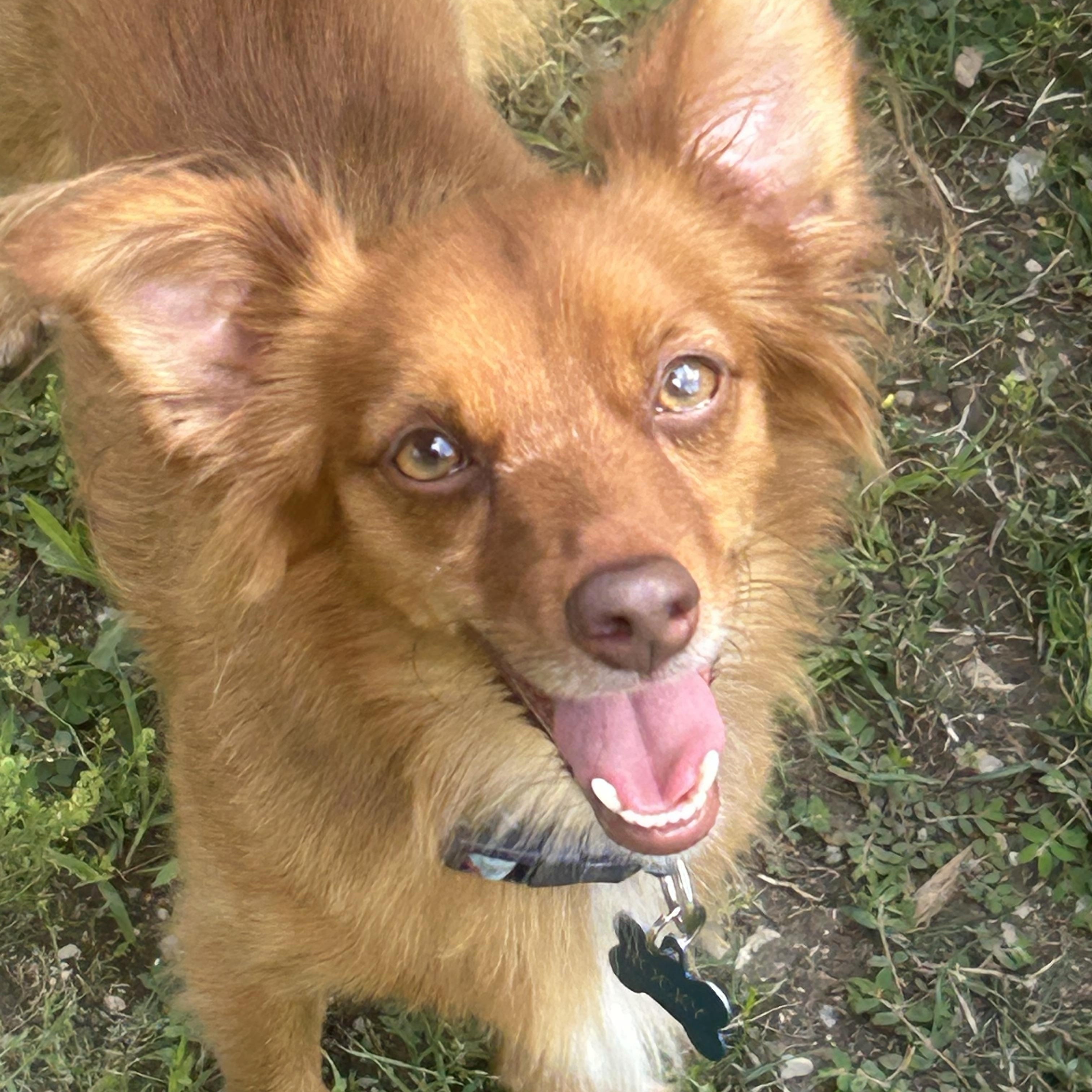 Rocky., a Adoptable mixed breed in Union Grove, WI image 2/3