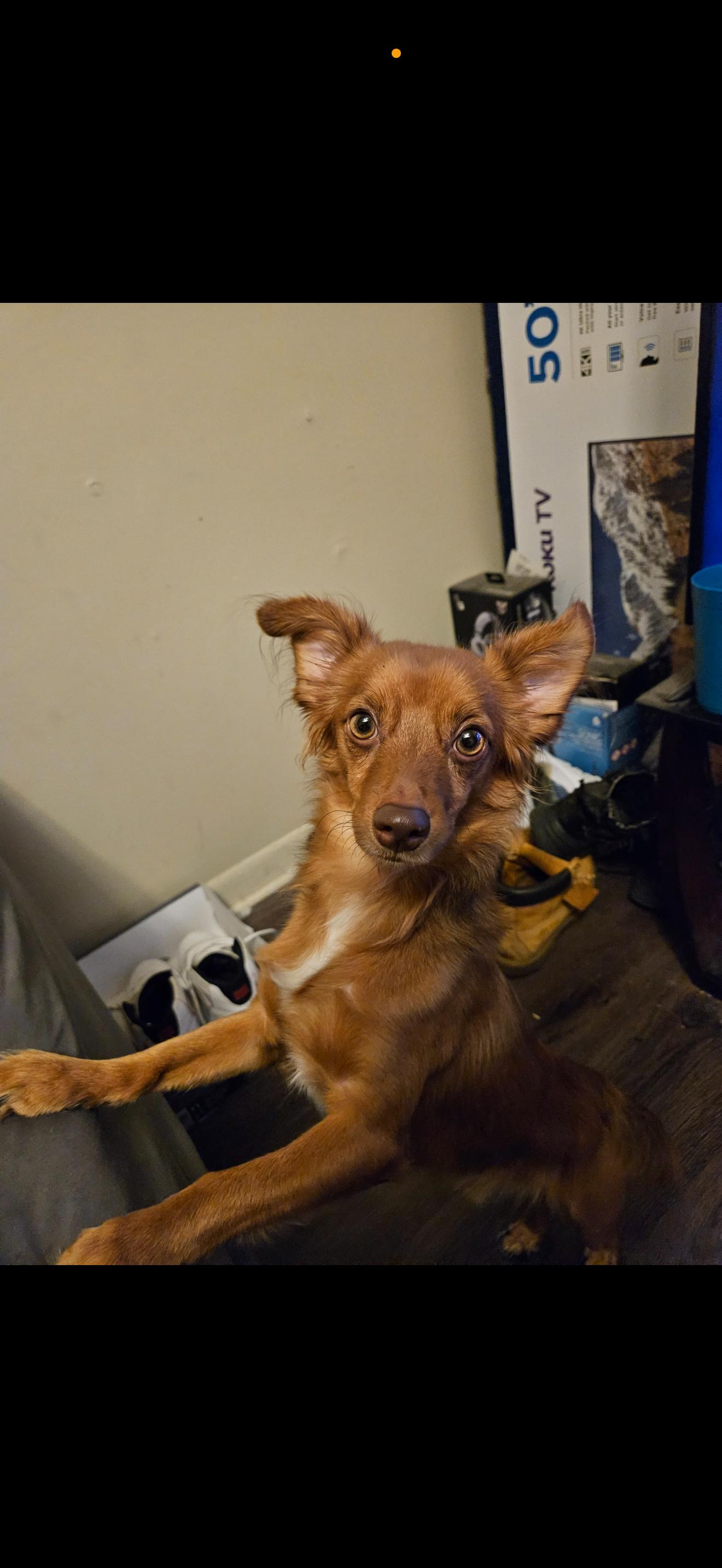 Rocky., a Adoptable mixed breed in Union Grove, WI image 3/3