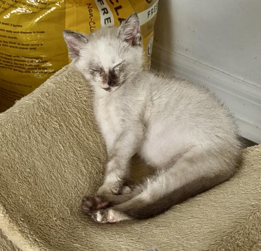 Scone, Adopted, Kitten Female Siamese & Domestic Short Hair.