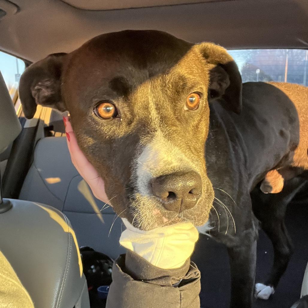 Enlarge Tomaso, a Adoptable Mixed Breed in Columbia, MO image 1/6
