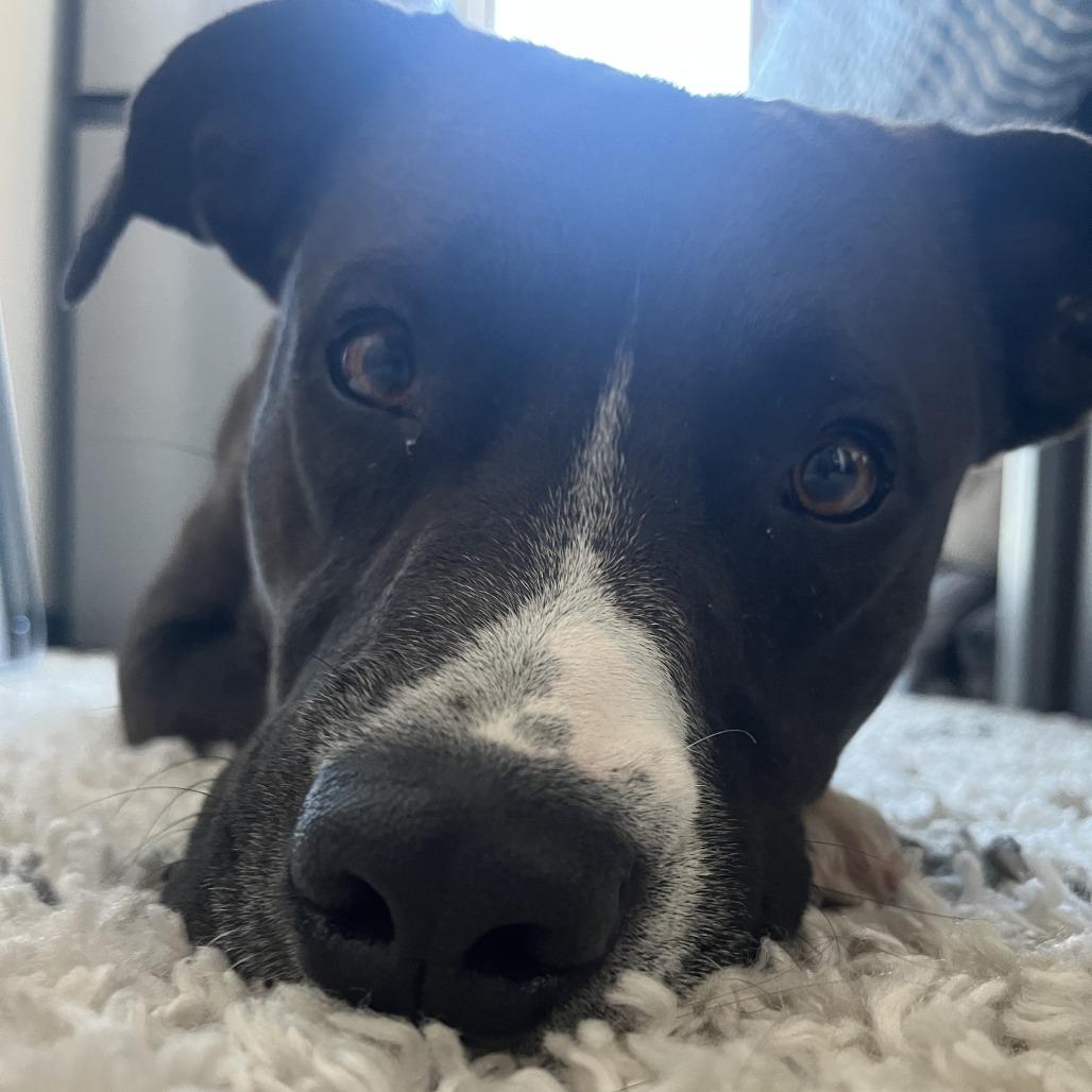 Enlarge Tomaso, a Adoptable Mixed Breed in Columbia, MO image 2/6