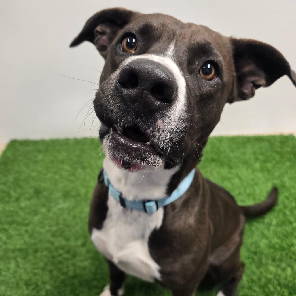 Enlarge Tomaso, a Adoptable Mixed Breed in Columbia, MO image 3/6