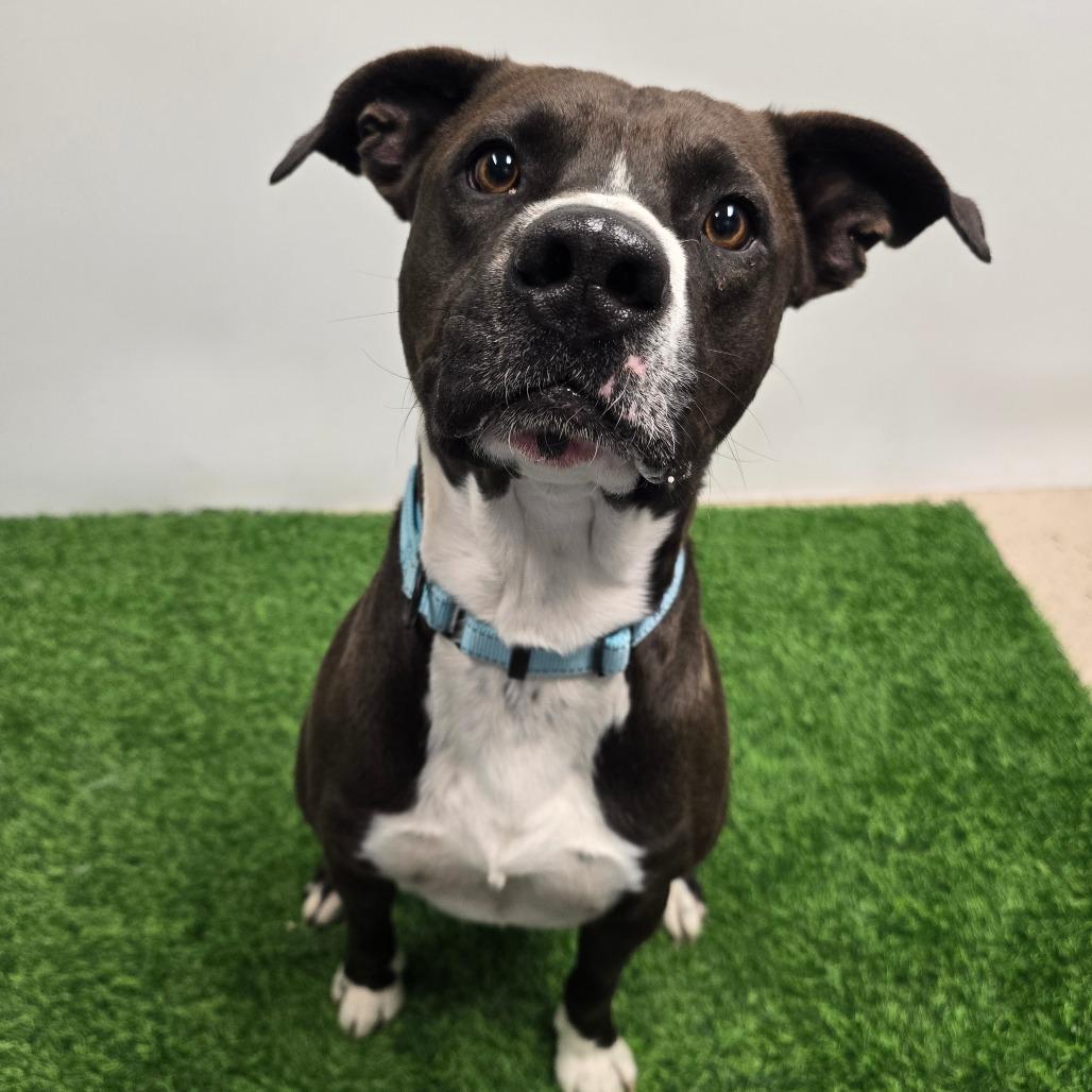 Enlarge Tomaso, a Adoptable Mixed Breed in Columbia, MO image 4/6