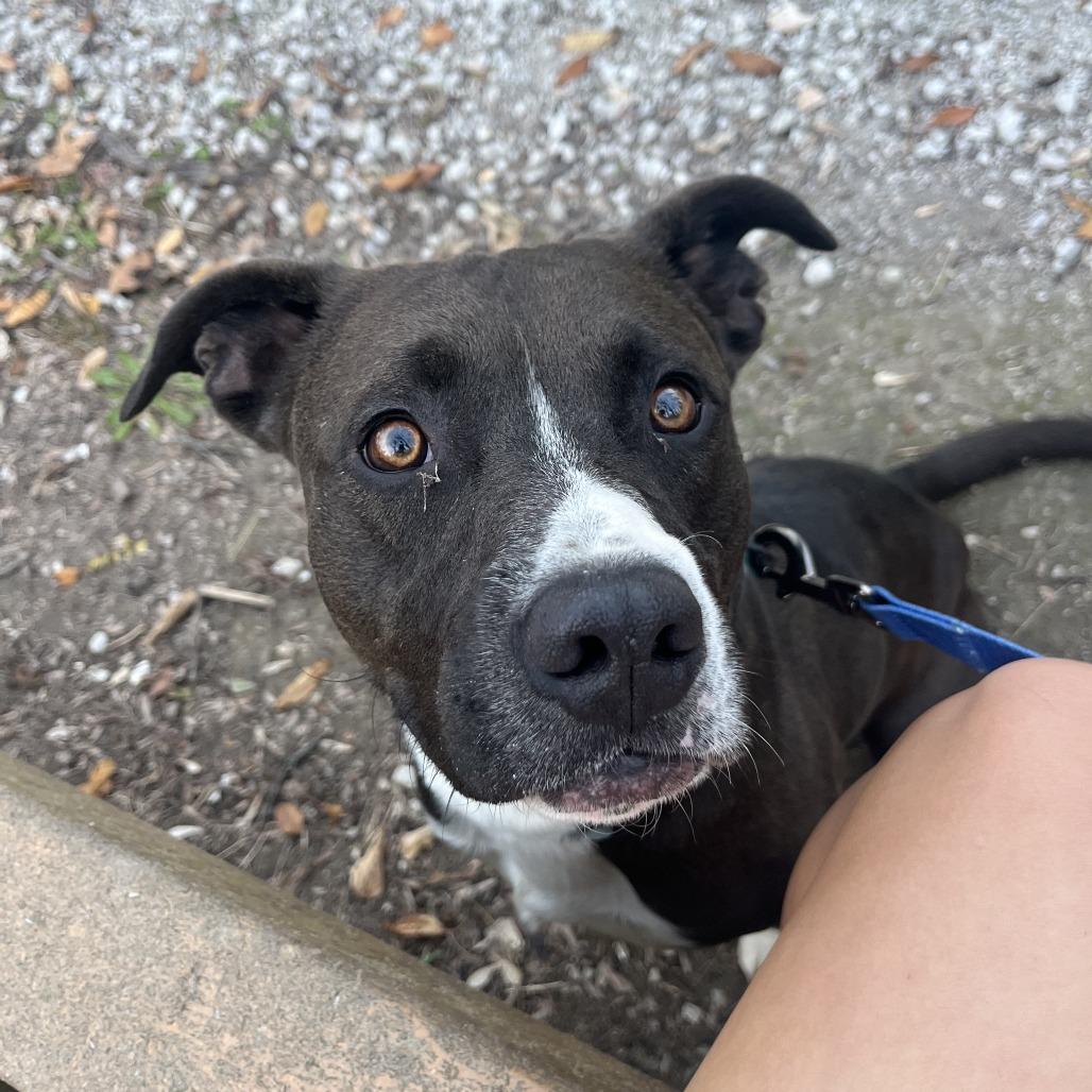 Enlarge Tomaso, a Adoptable Mixed Breed in Columbia, MO image 5/6