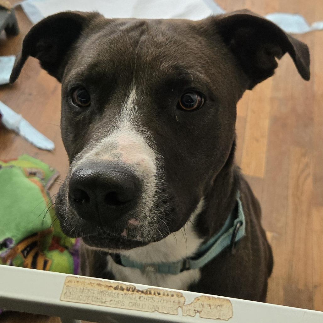 Enlarge Tomaso, a Adoptable Mixed Breed in Columbia, MO image 6/6