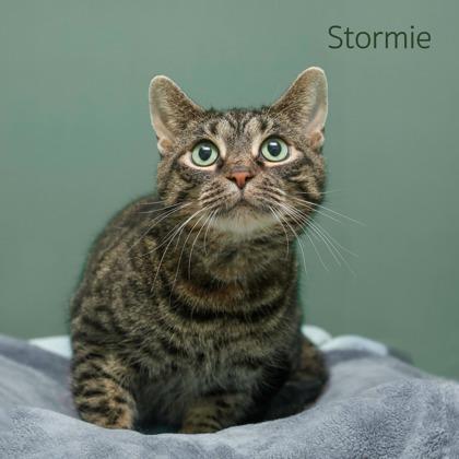 Stormie, Adoptable, Adult Female Domestic Short Hair & Domestic Short Hair.