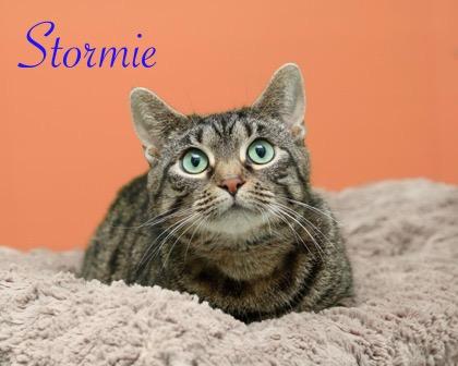 Stormie, Adoptable, Adult Female Domestic Short Hair & Domestic Short Hair.