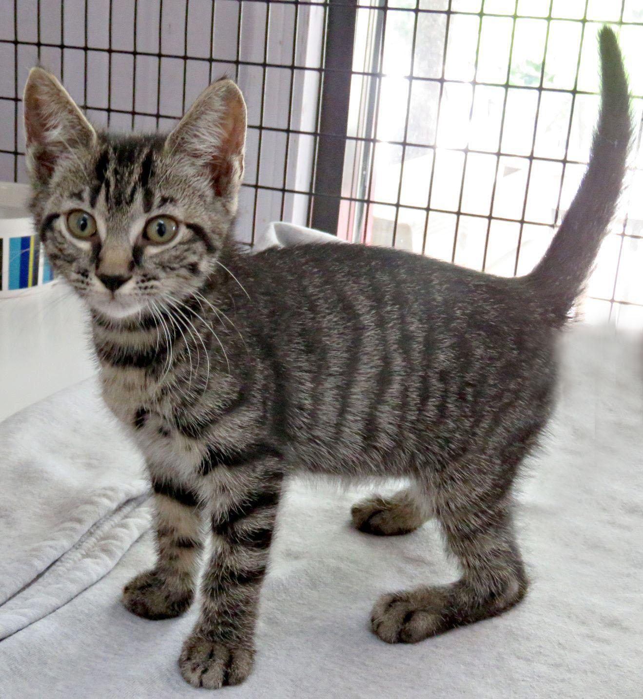 Mozart, a ADOPTABLE mixed breed in Lexington, VA image 2/2