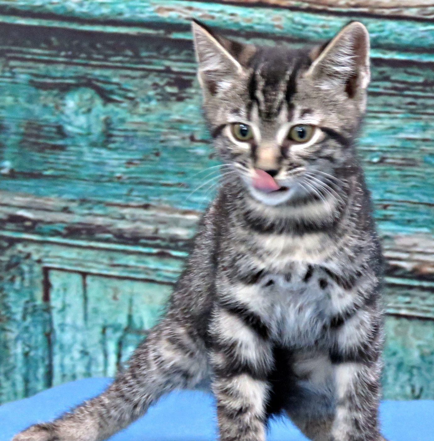 Mozart, ADOPTABLE, Kitten Female Domestic Short Hair.