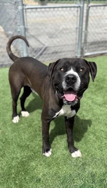 Enlarge MIDNIGHT, a Adoptable Pit Bull Terrier in Castaic, CA image 1/1