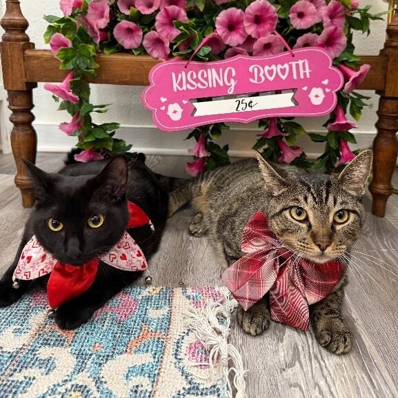 Orion Constellation — thumbnail 4