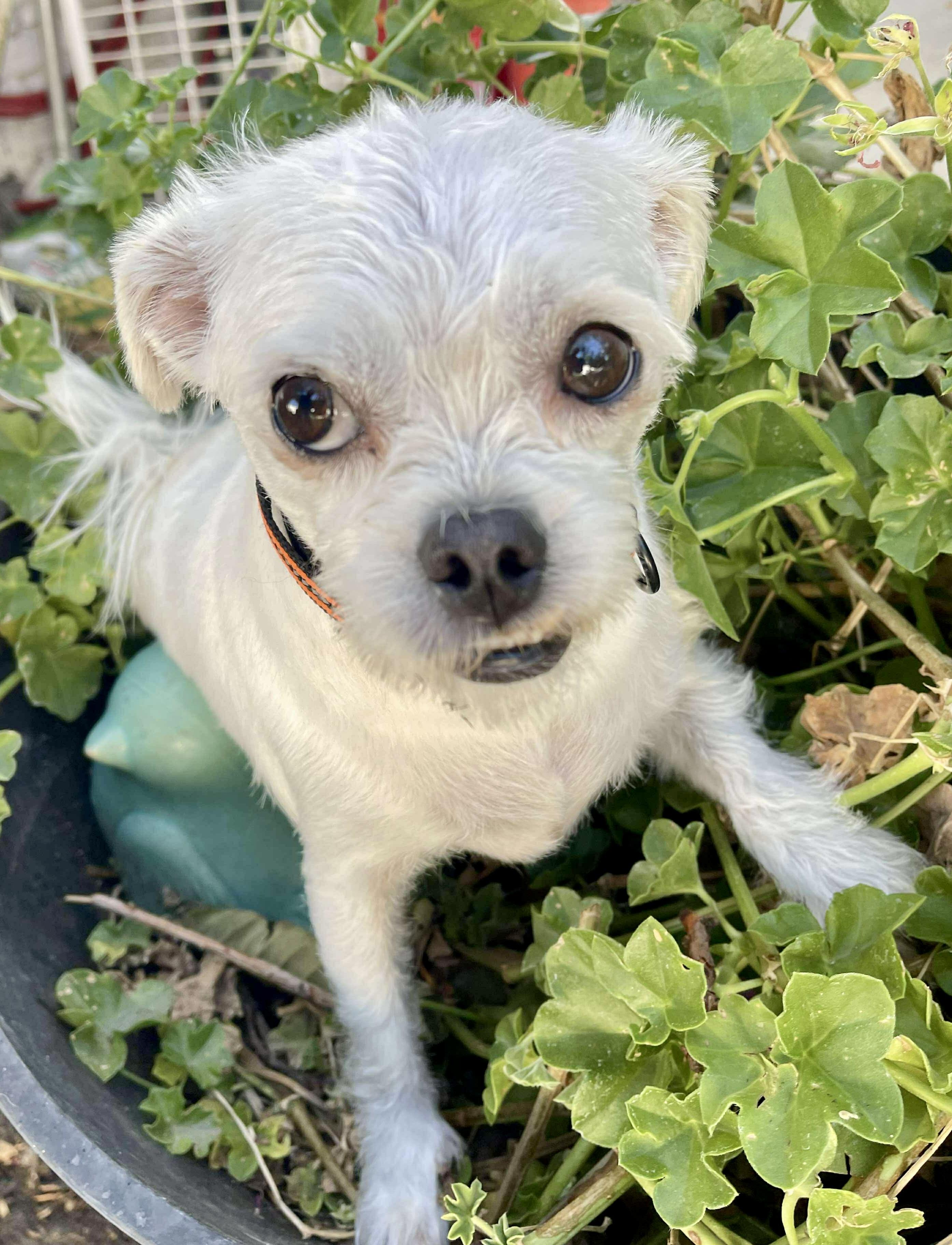 Auggie, a Adoptable mixed breed in Tarzana, CA image 6/6