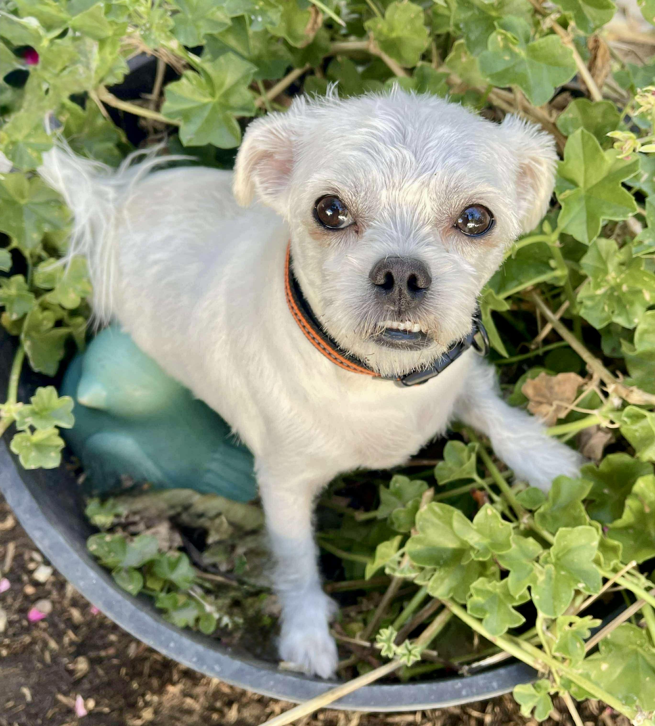 Auggie, a Adoptable mixed breed in Tarzana, CA image 3/6