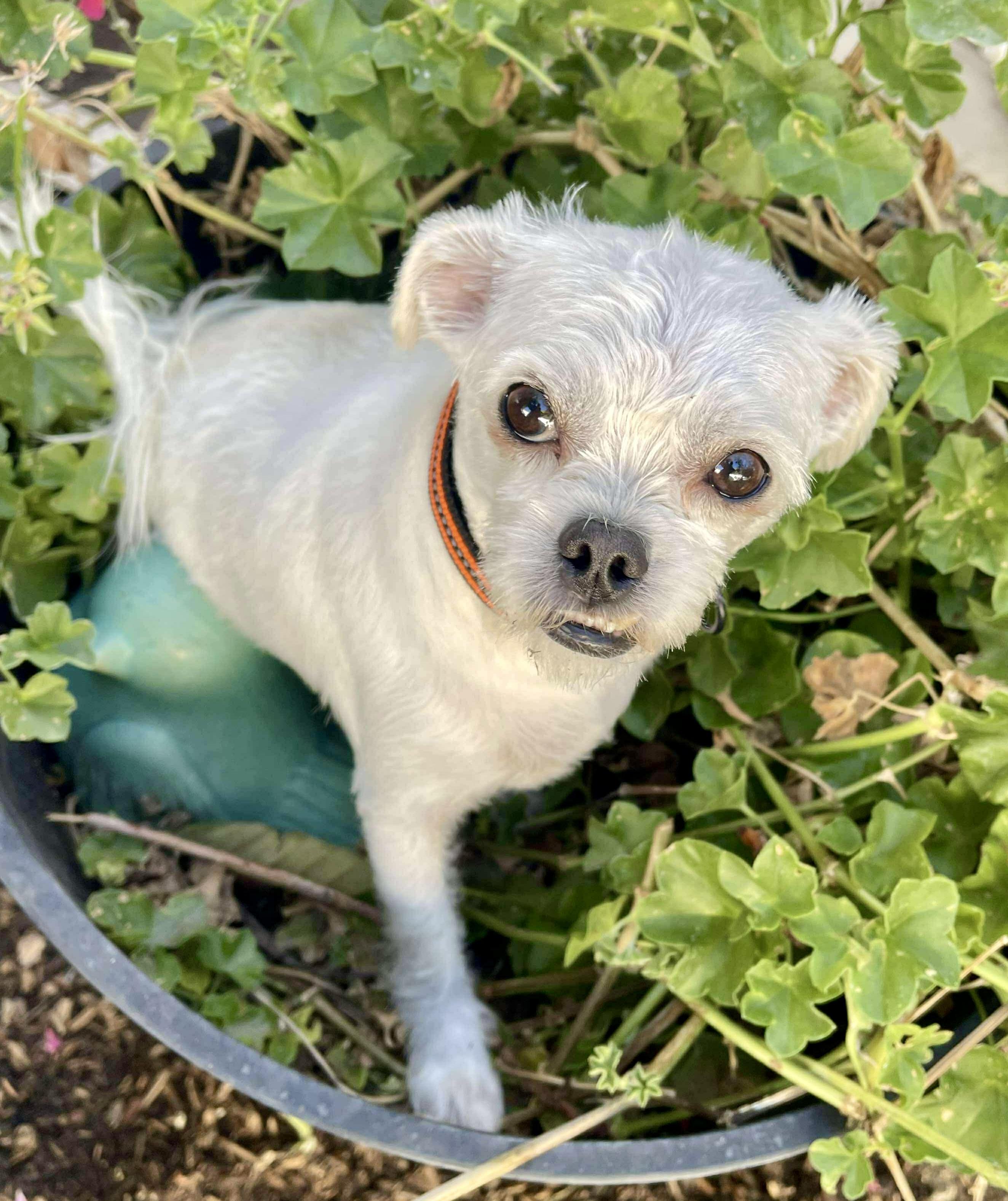 Auggie, a Adoptable mixed breed in Tarzana, CA image 4/6