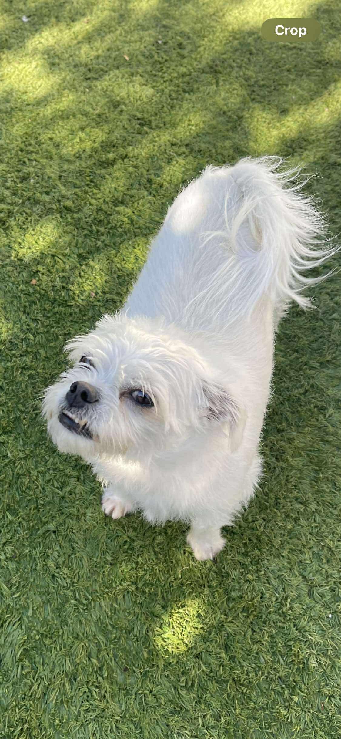 Auggie, a Adoptable mixed breed in Tarzana, CA image 2/6