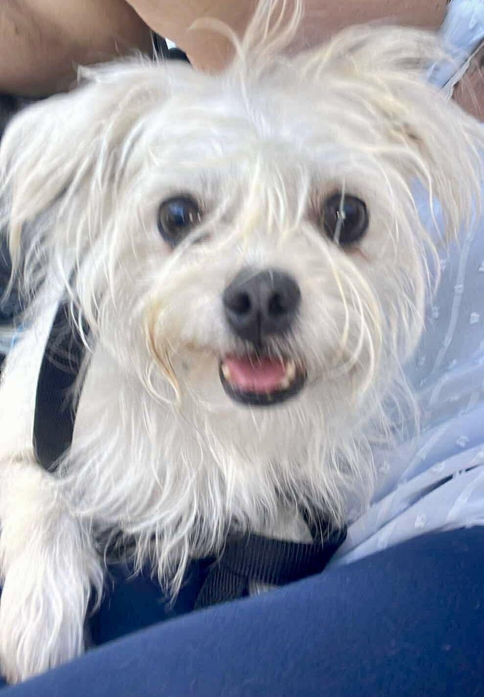 Auggie, a Adoptable mixed breed in Tarzana, CA image 5/6