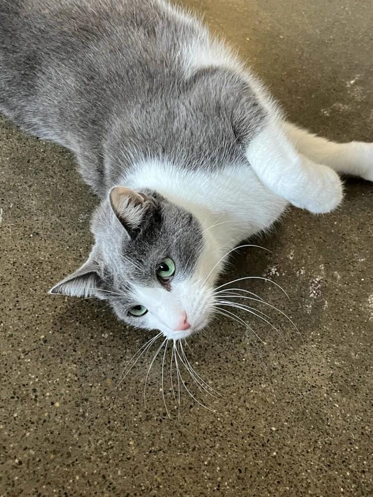 Enlarge Houdini, a Adoptable Domestic Short Hair in Ferndale, MI image 2/6