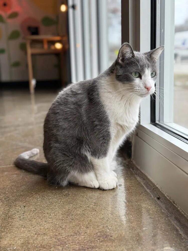 Enlarge Houdini, a Adoptable Domestic Short Hair in Ferndale, MI image 4/6