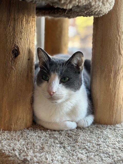 Enlarge Houdini, a Adoptable Domestic Short Hair in Ferndale, MI image 5/6