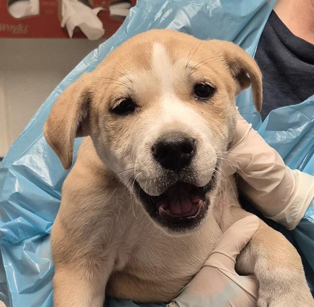 Enlarge Angelo — URGENT! LONGTIME RESIDENT!, a ADOPTABLE mixed breed in Thousand Oaks, CA image 1/3