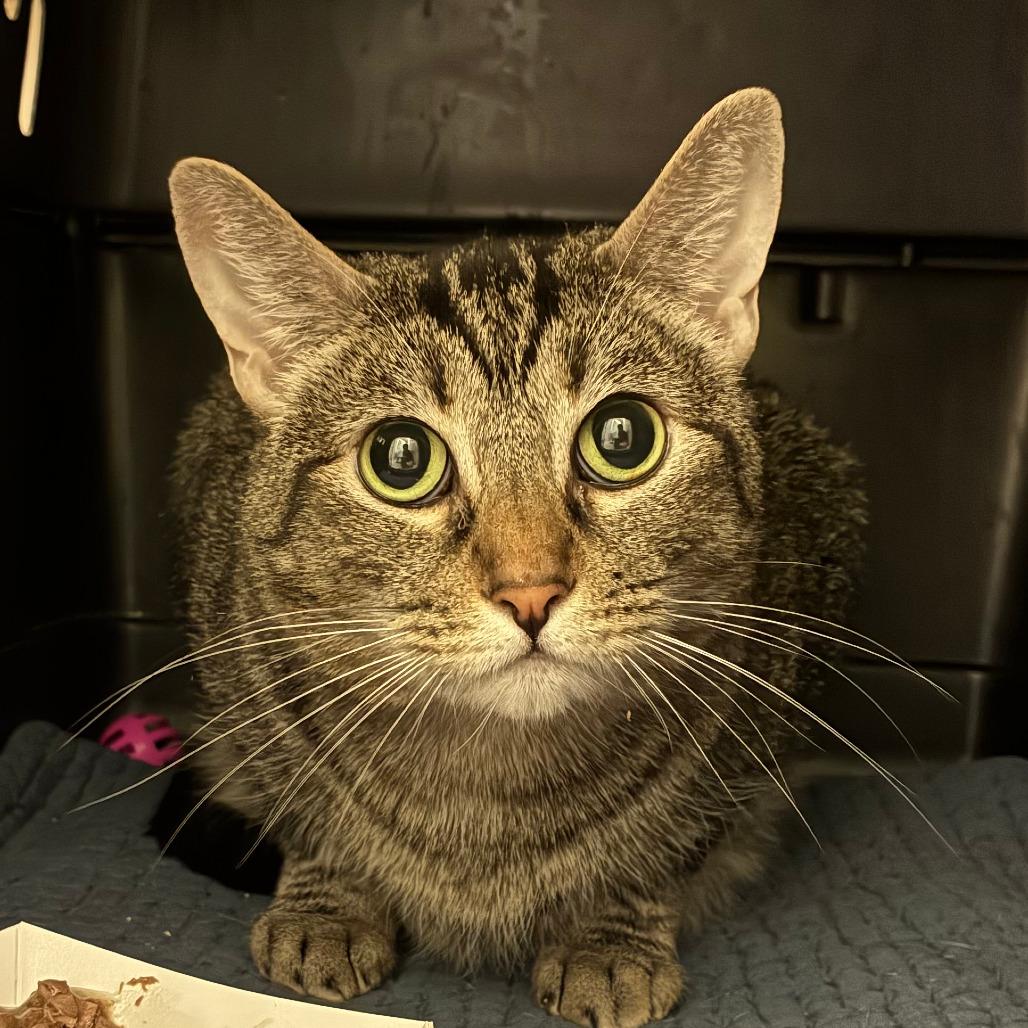 Right Twix, Adoptable, Adult Female Domestic Short Hair.