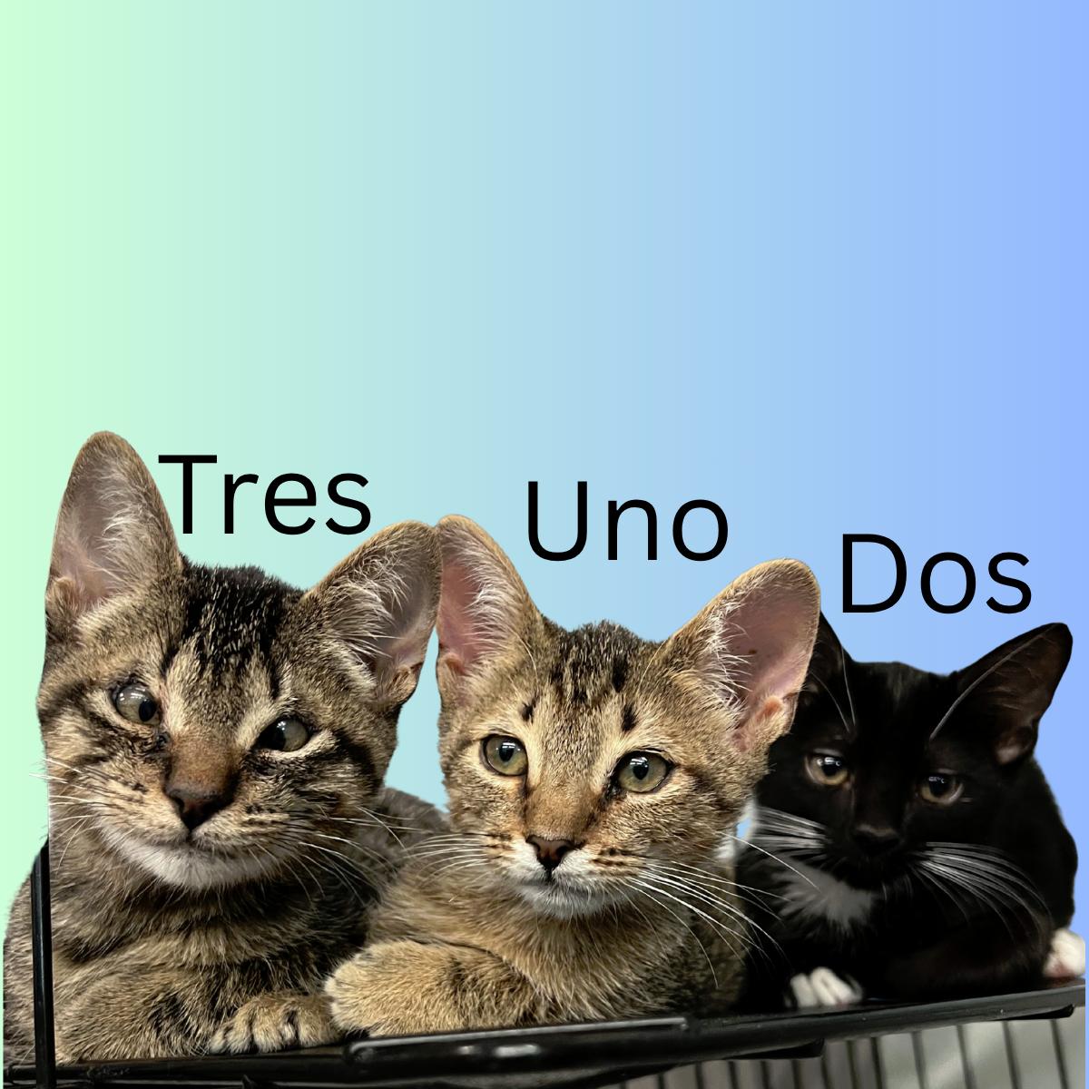 Uno, Dos, & Tres