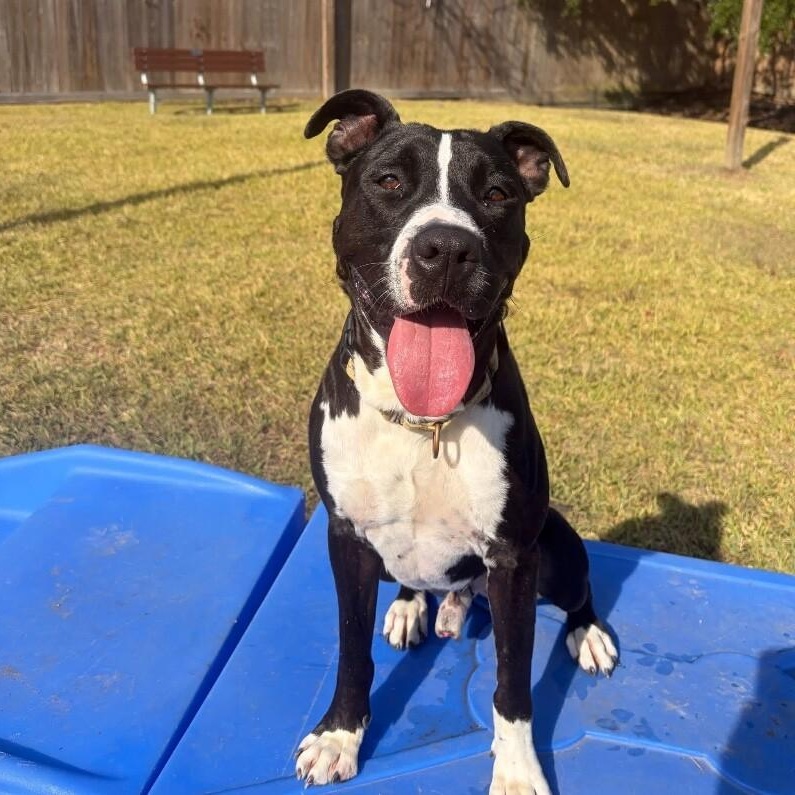 Buddy Your Best Pal — thumbnail 3