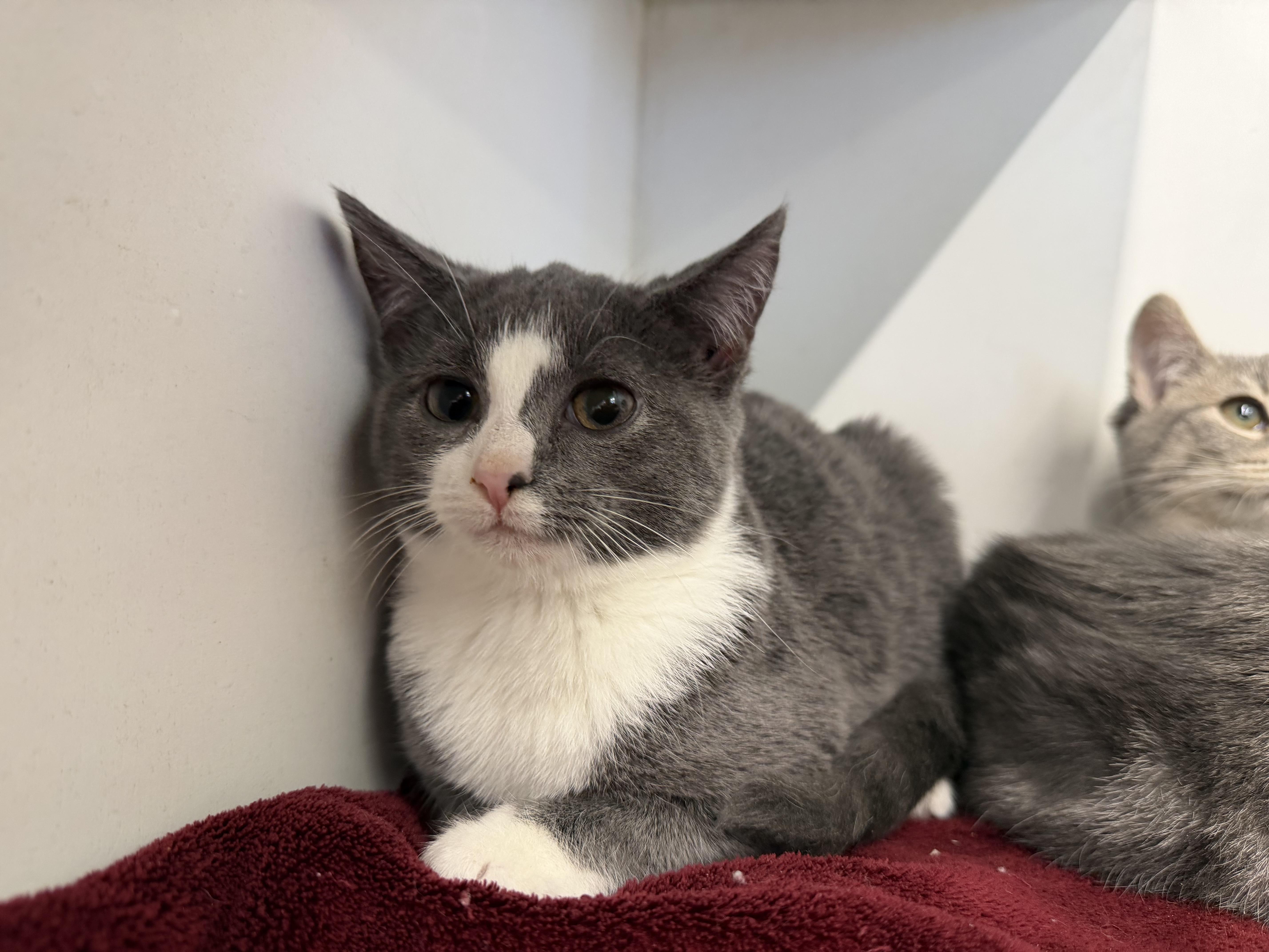 Misty (BC), Adoptable, Kitten Female Domestic Short Hair.