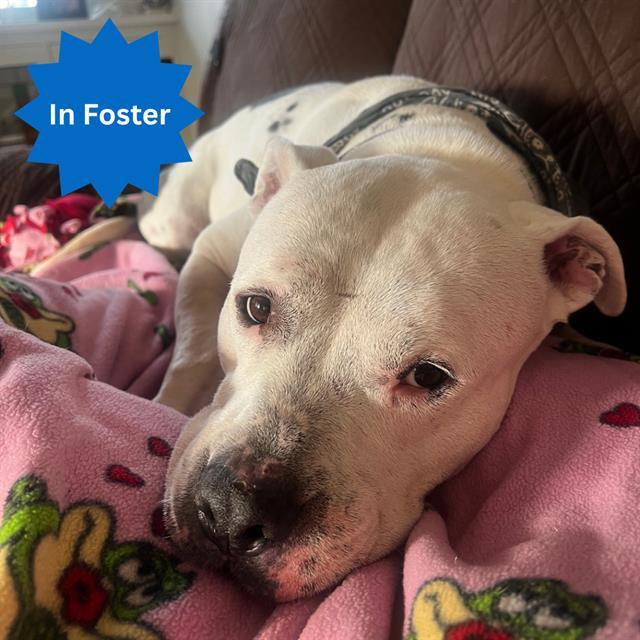 Enlarge THOR, a Adoptable mixed breed in Indianapolis, IN image 1/1