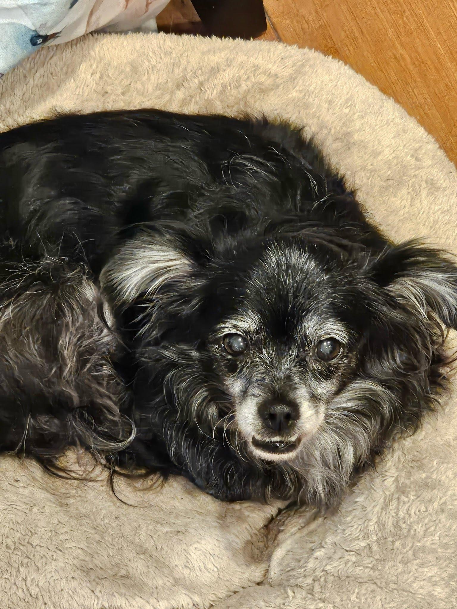 Enlarge Shadow, a Adoptable mixed breed in Huntington Beach, CA image 1/1