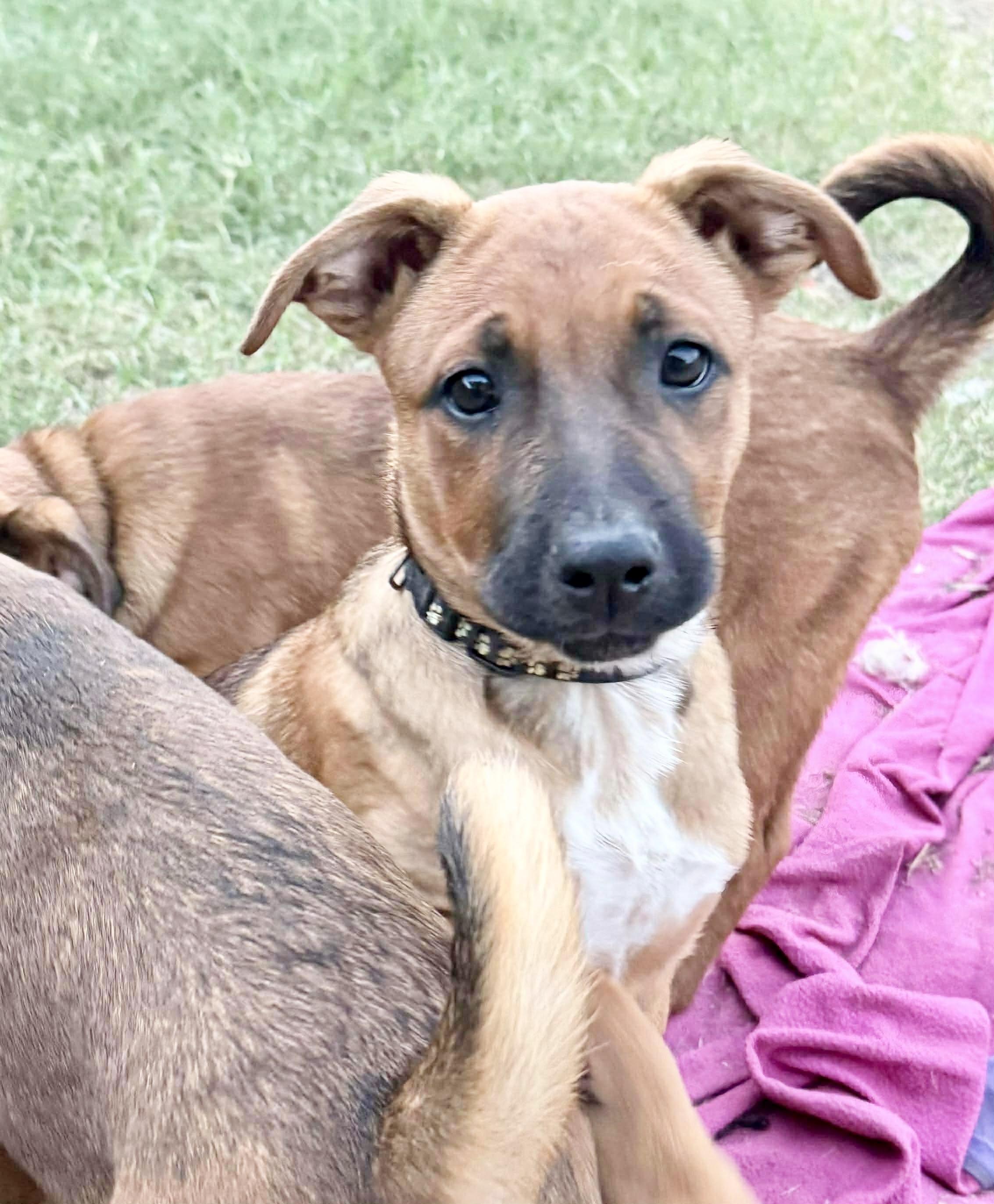 Dama, Adoptable, Puppy Female Boxer.