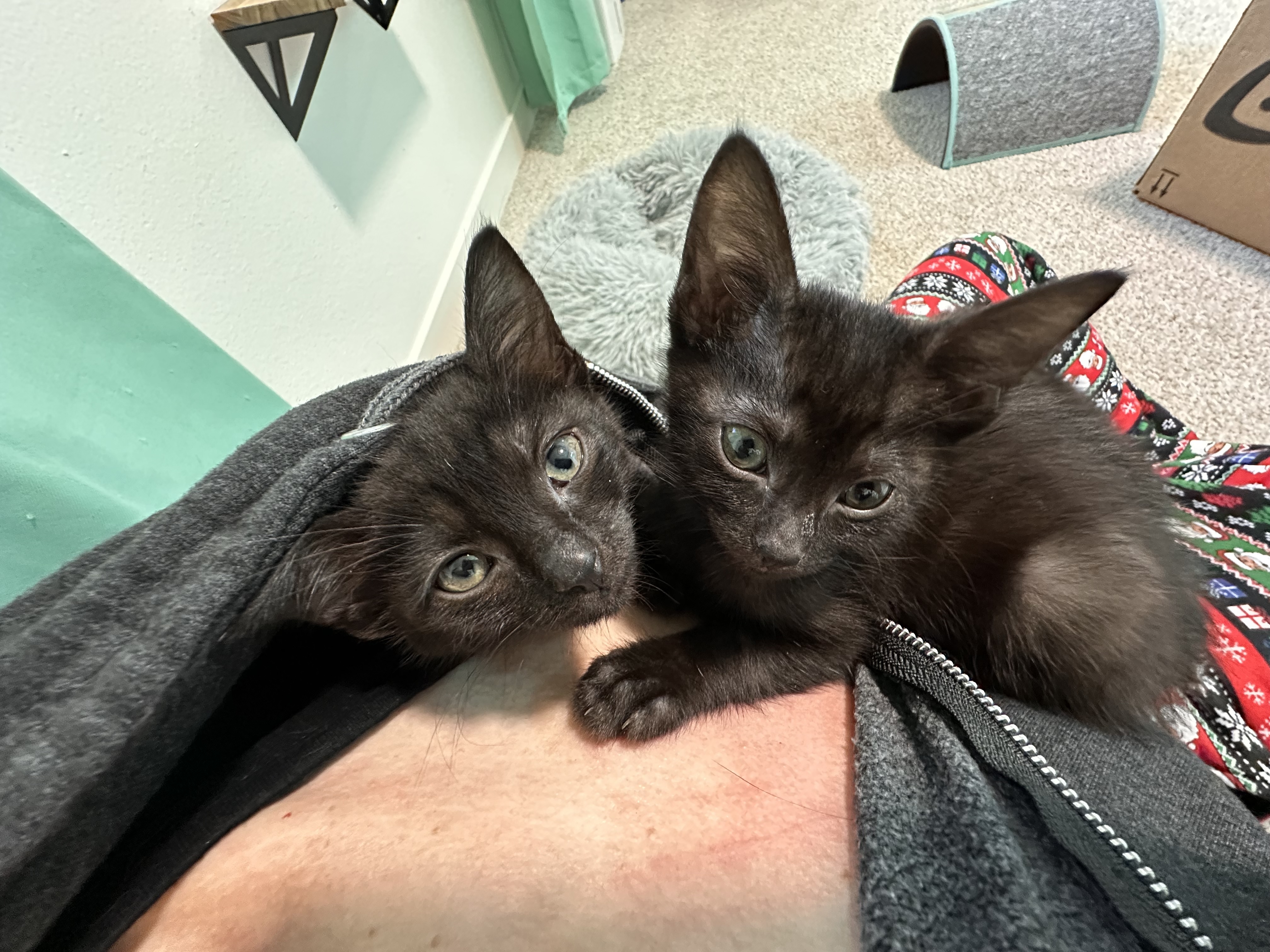 Enlarge Jade, a Adopted Domestic Short Hair in Lakewood, CO image 4/6