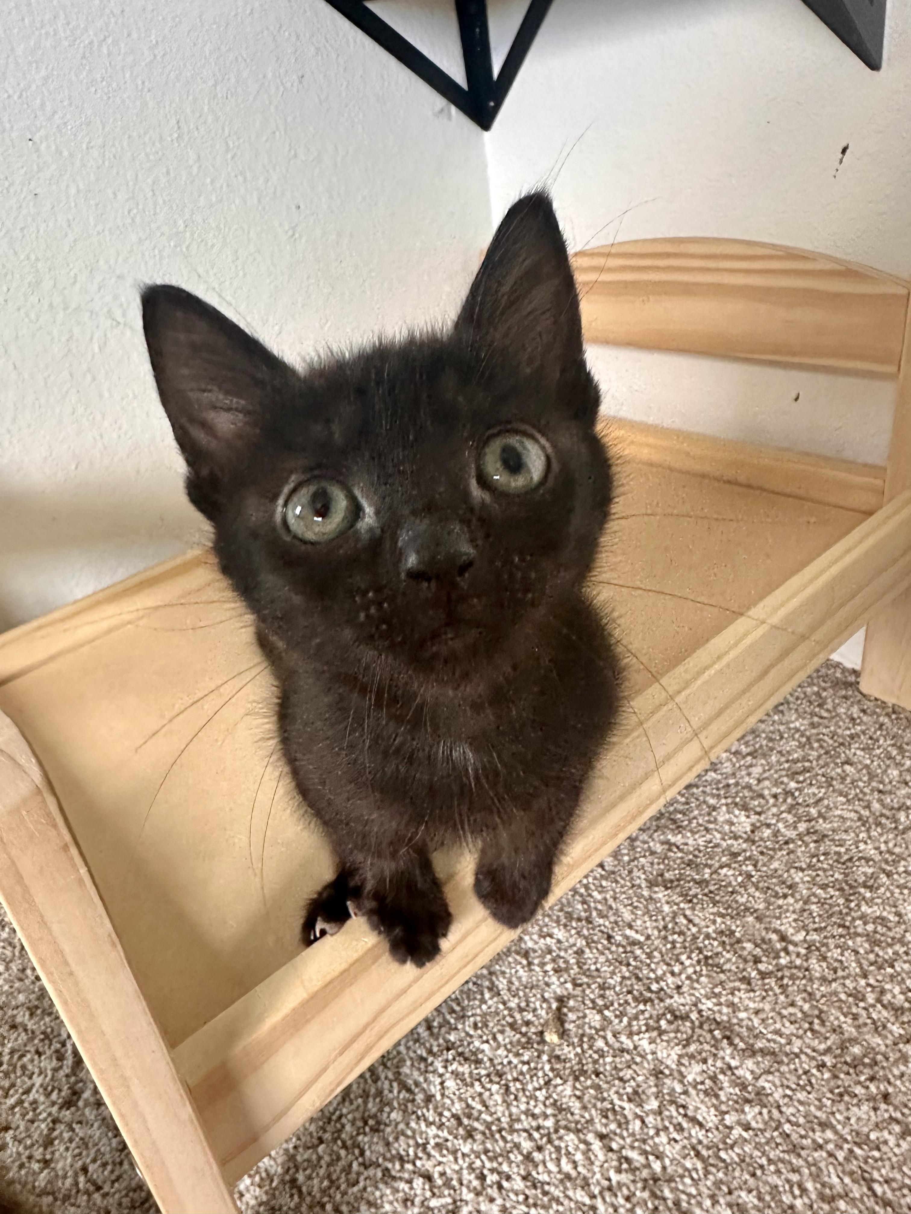 Enlarge Jade, a Adopted Domestic Short Hair in Lakewood, CO image 6/6